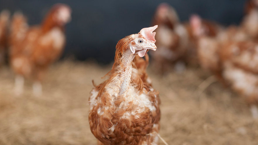 Ex Battery Hens